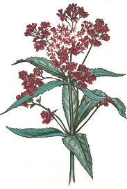 Joe-Pye weed was a popular Native American medicament, and the colonists almost certainly learned of its use from the Indians.